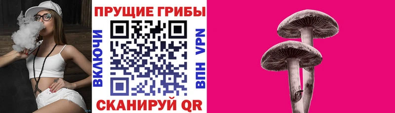 наркошоп Томмот Псилоцибиновые грибы GOLDEN TEACHER